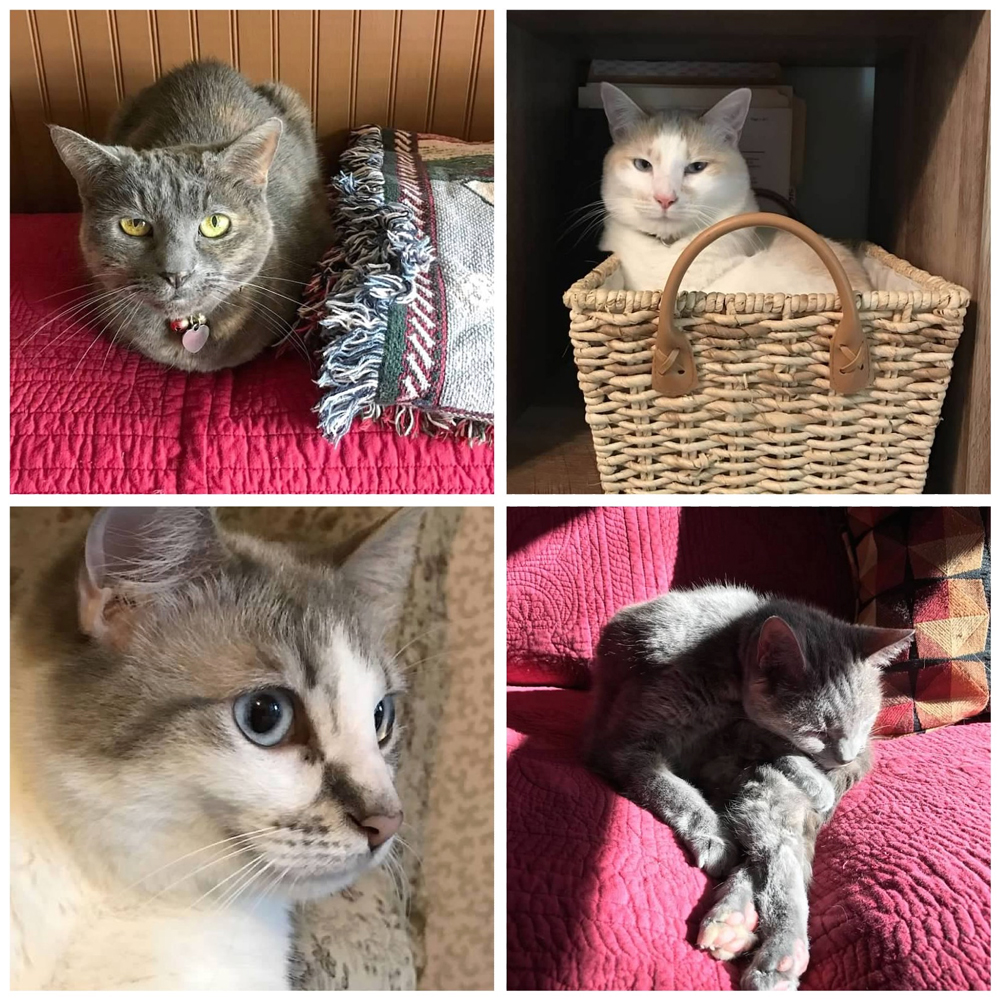 THREE LITTLE KITTENS BLOG | Our Three Kittens 2018