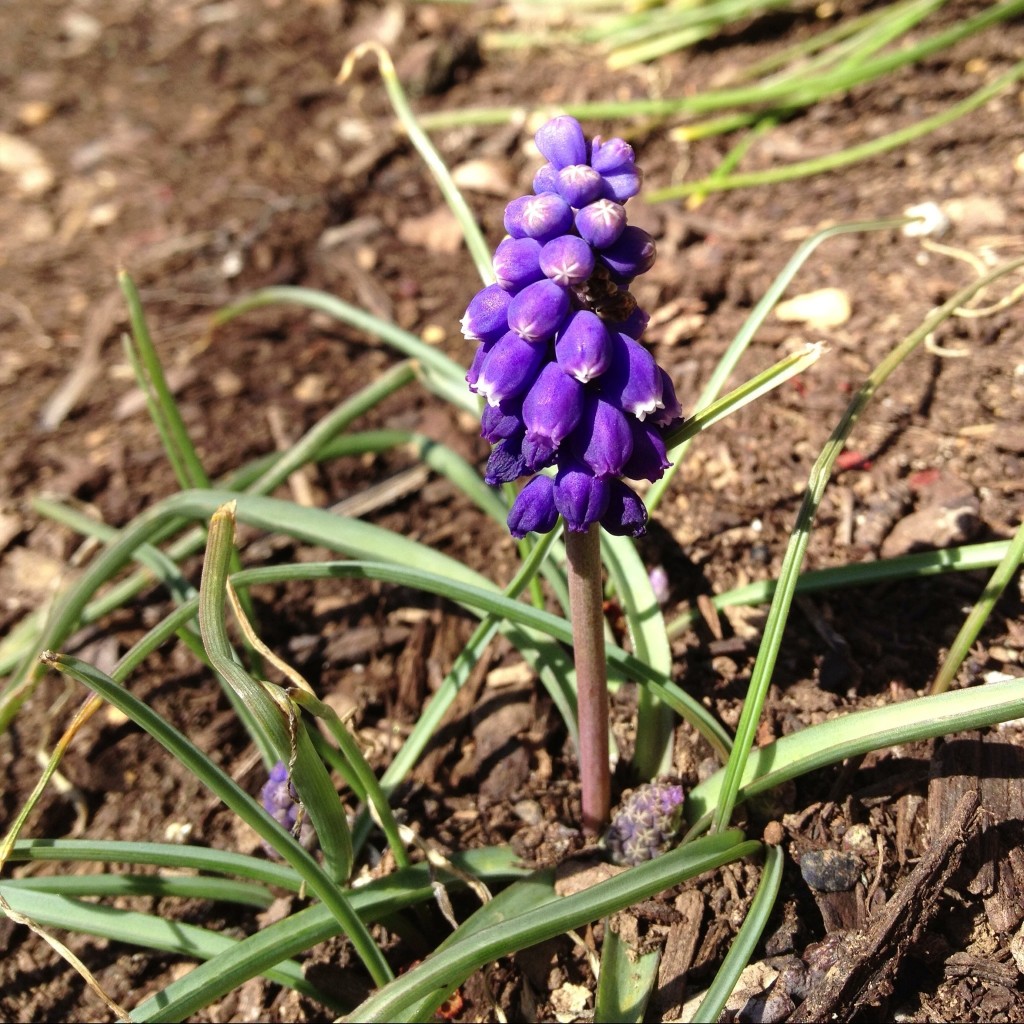 Grape Hyacinths