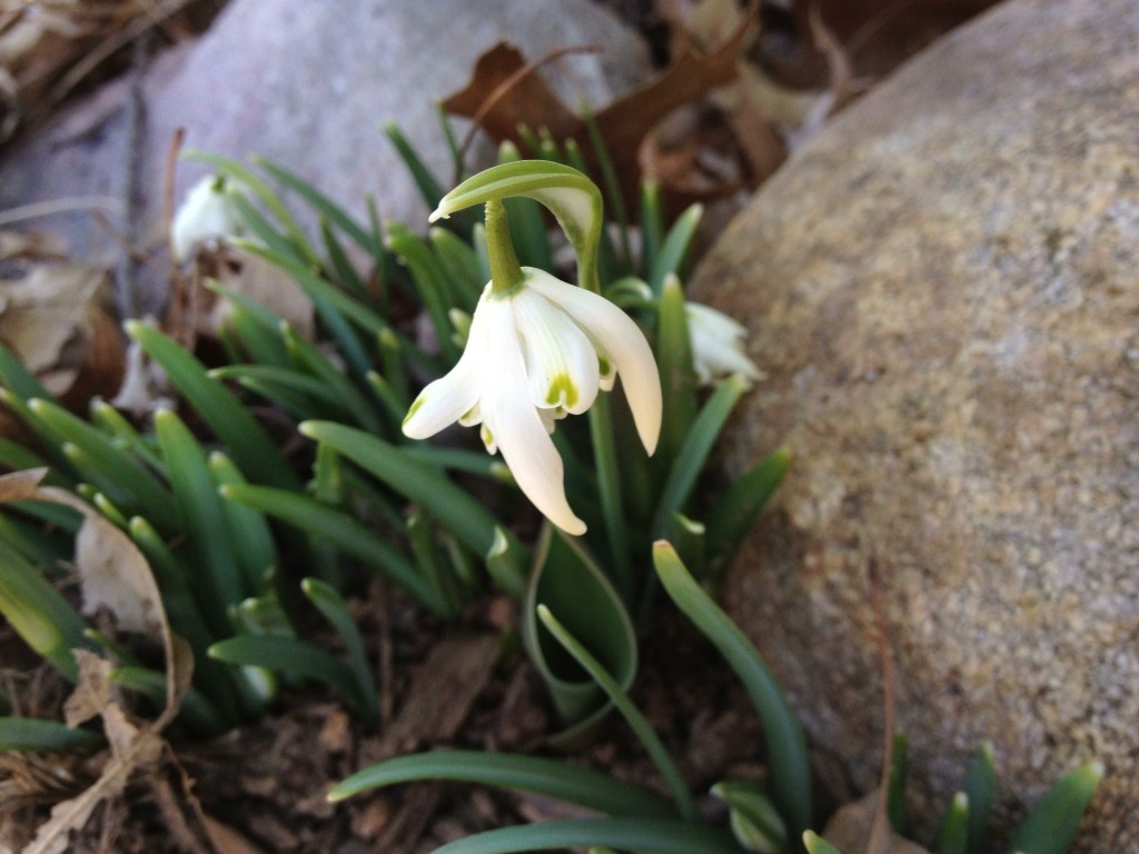 Snow Drops