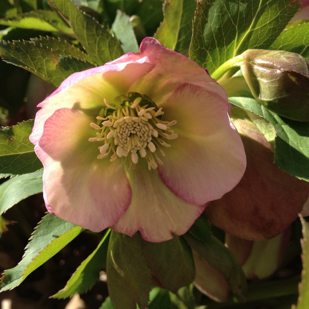 Lenten Rose