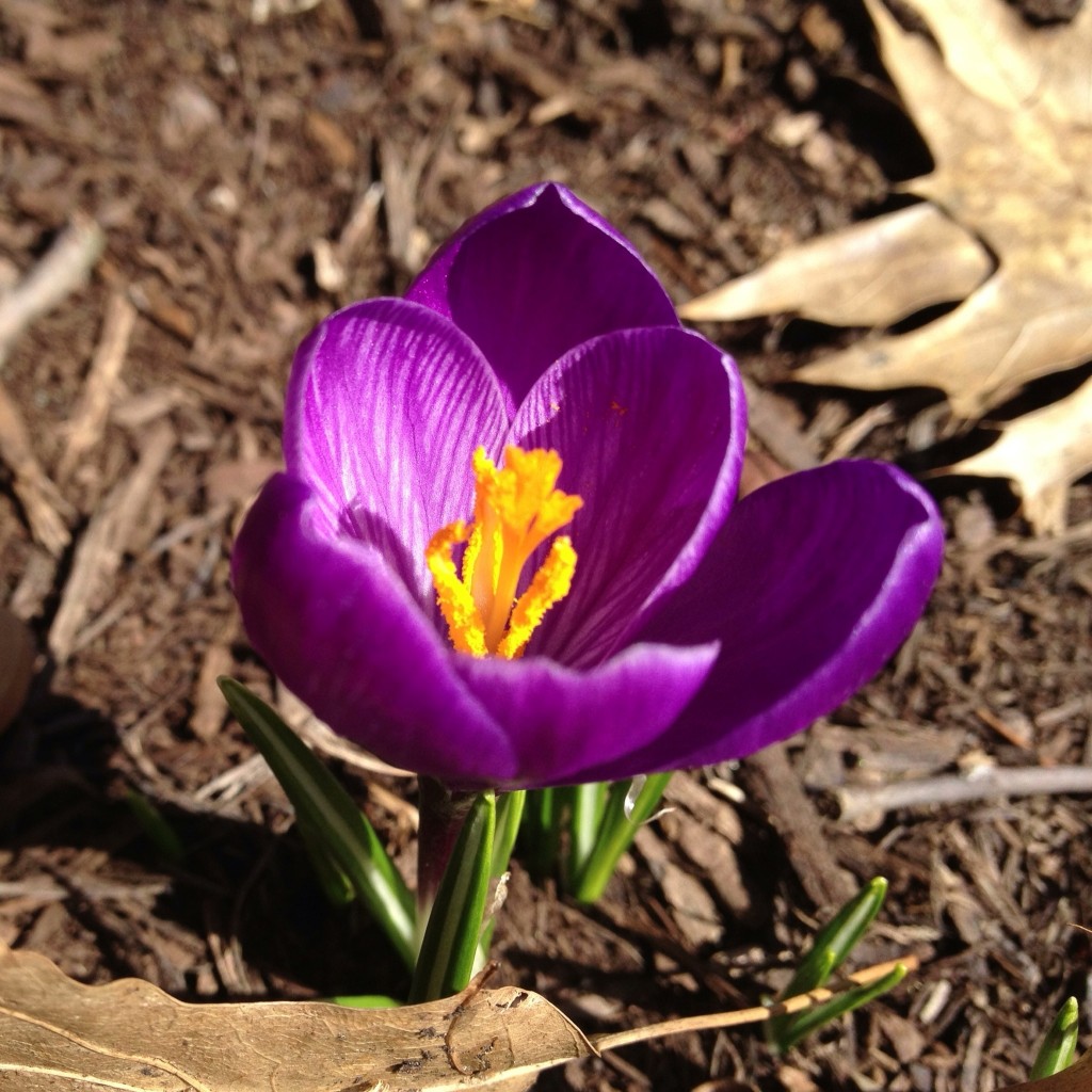 Crocus