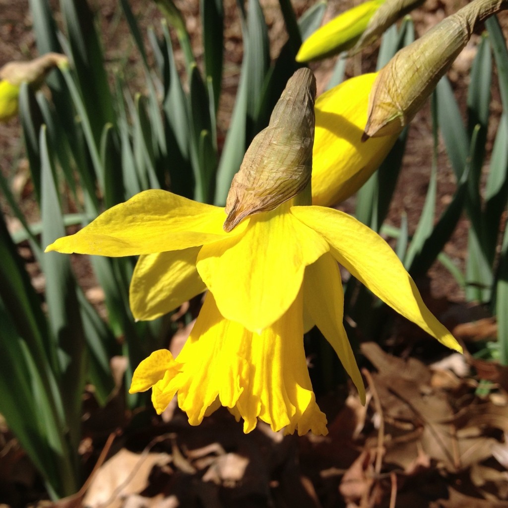 Yellow Daffodil