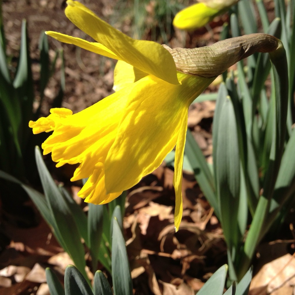 Daffodil 