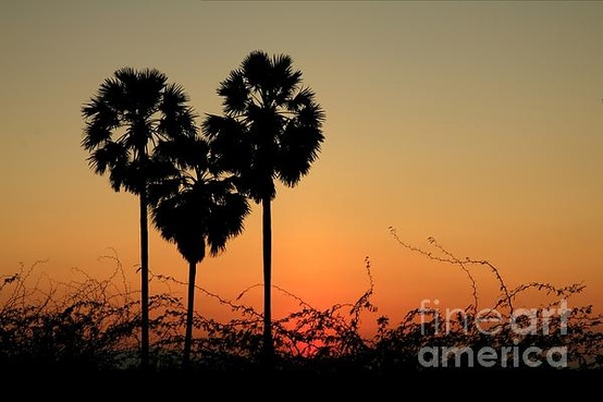 Heart Shape Palm Tree by Nutthawit Wiangya