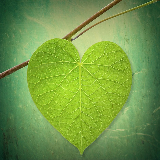 Leaf Green Heart Shaped by Philippe Sainte-Laudy Photography