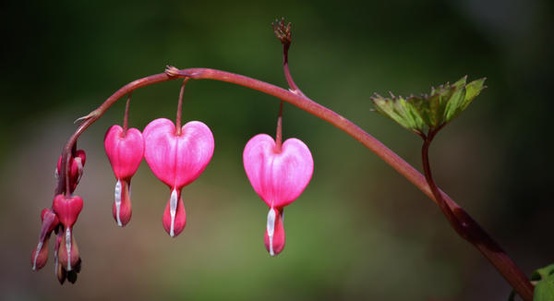 Pink Bleeding Hearts by Teresa Mucha