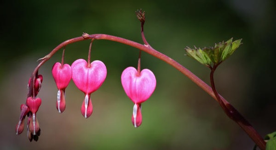 Pink Bleeding Hearts by Teresa Mucha