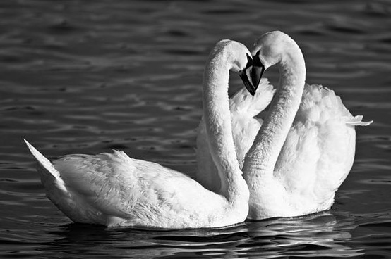 Swans by Brandon Broderick