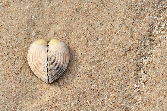 Shell by Sabine Schmidt