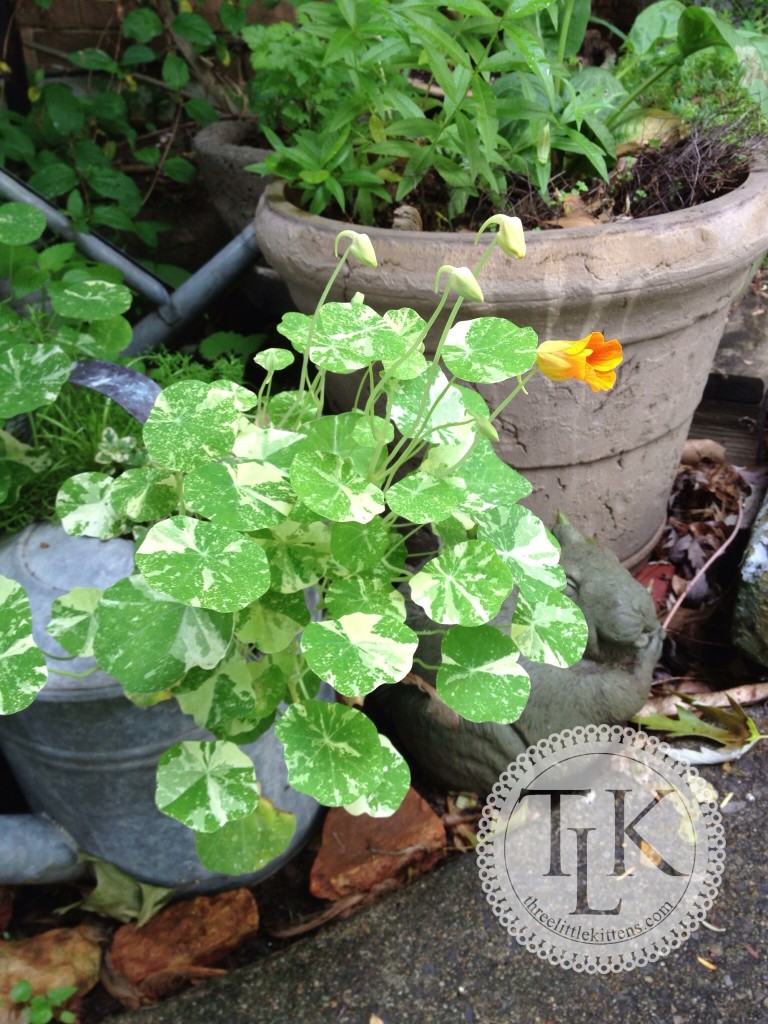 Watering Can Planters