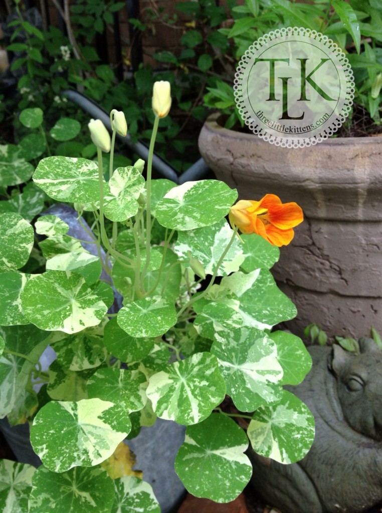 Alaska Nasturtiums 