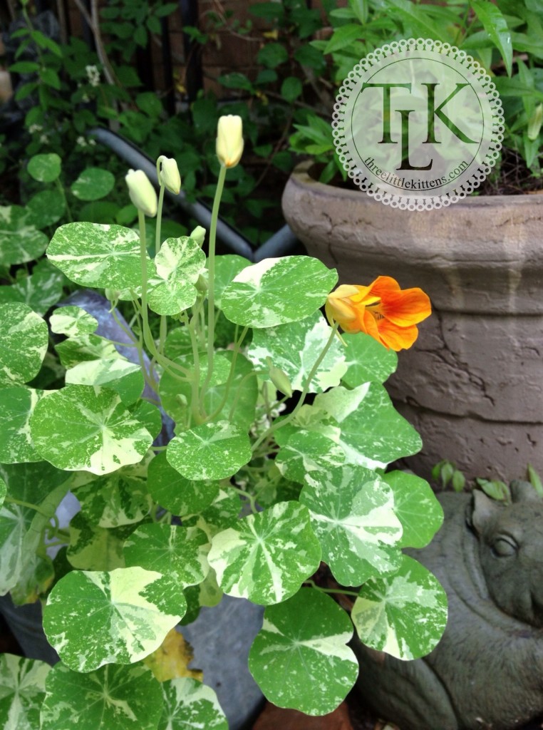 Alaska Nasturtiums 