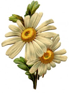 Vintage-Daisy-Image-GraphicsFairy