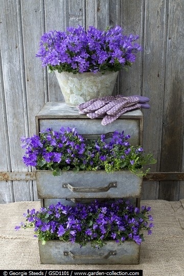Campanula in Chest of Drawers