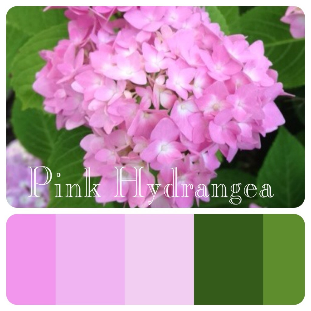 Pink Hydrangea