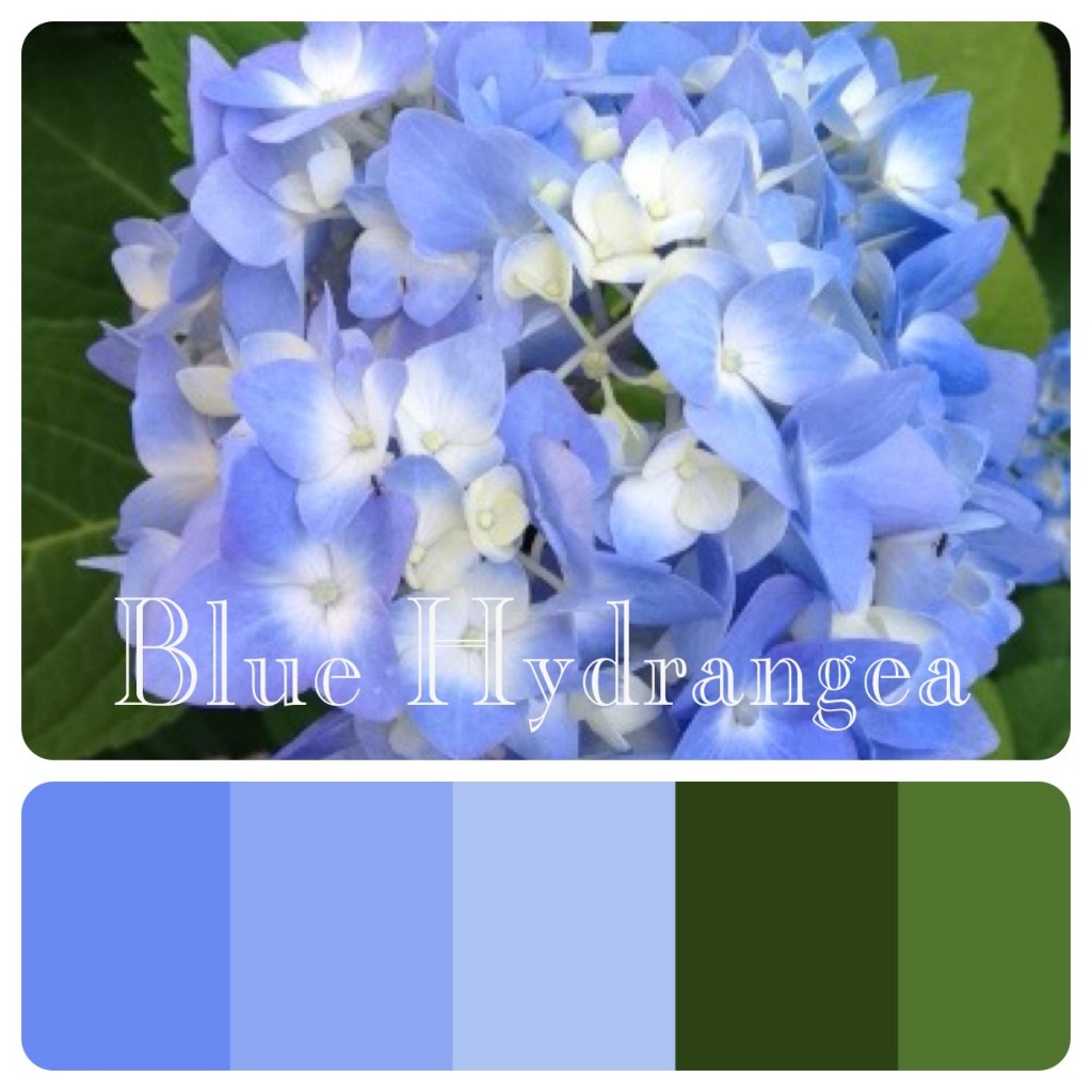 Blue Hydrangea