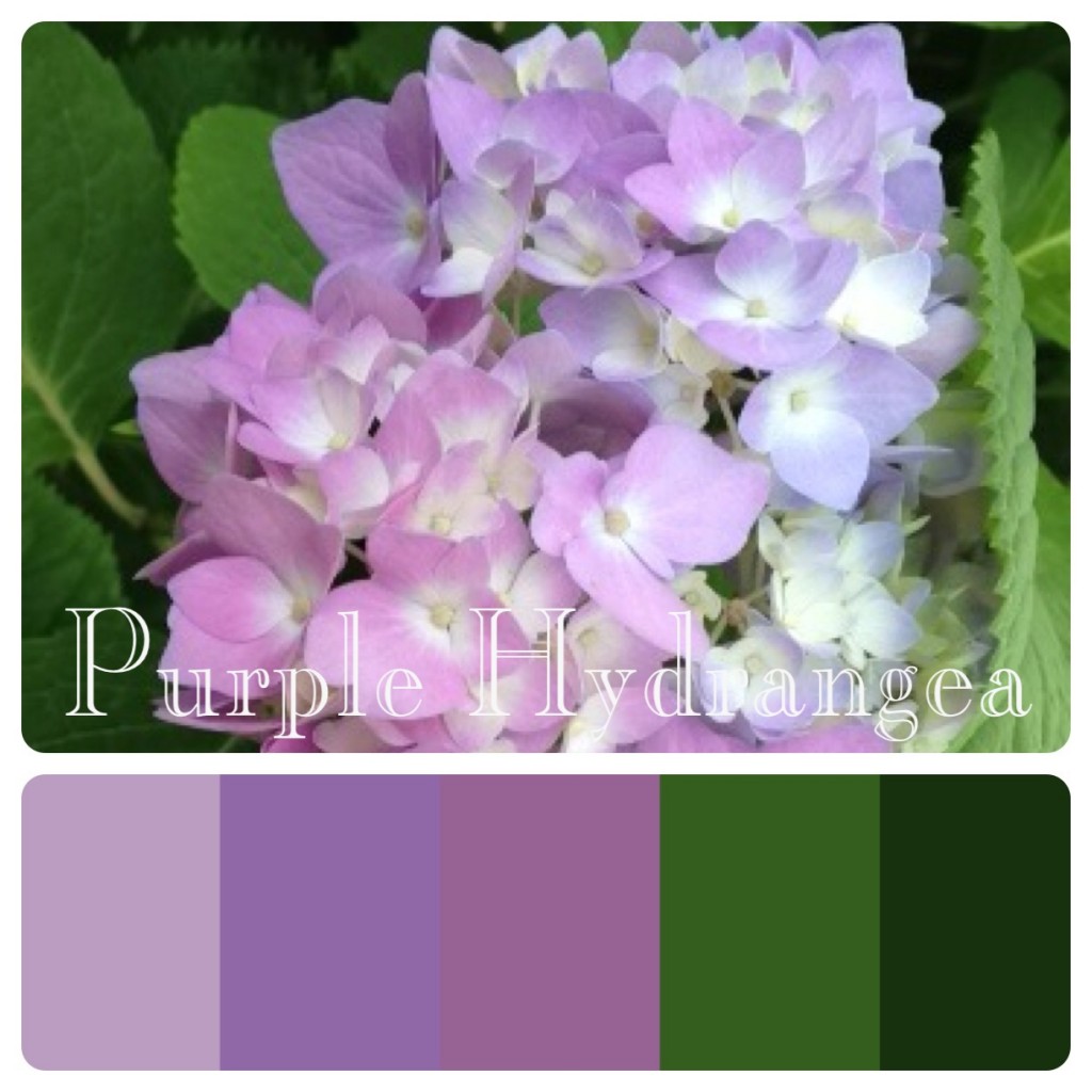 Purple Hydrangea