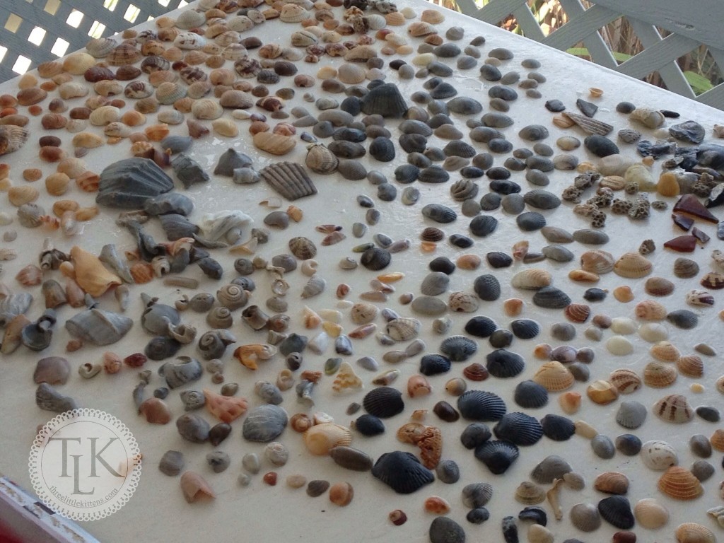 Seashells collected at the beach