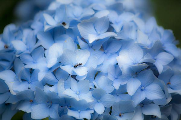 Blue Ant by Teresa Mucha