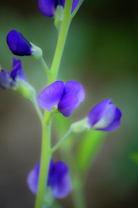 Blue False Indigo by Teresa Mucha