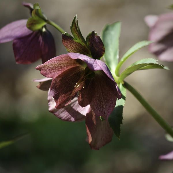 Burgundy Hellebore Squared by Teresa Mucha