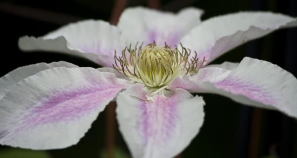 Clematis Study 2 by Teresa Mucha