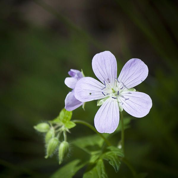 Cranesbill by Teresa Mucha