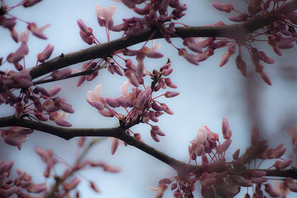 Dreamy Redbud by Teresa Mucha