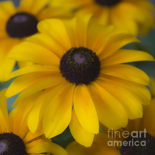 Dreamy Rudbeckia Squared by Teresa Mucha