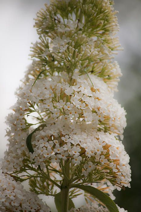 Dreamy White Butterfly Bush Bloom by Teresa Mucha