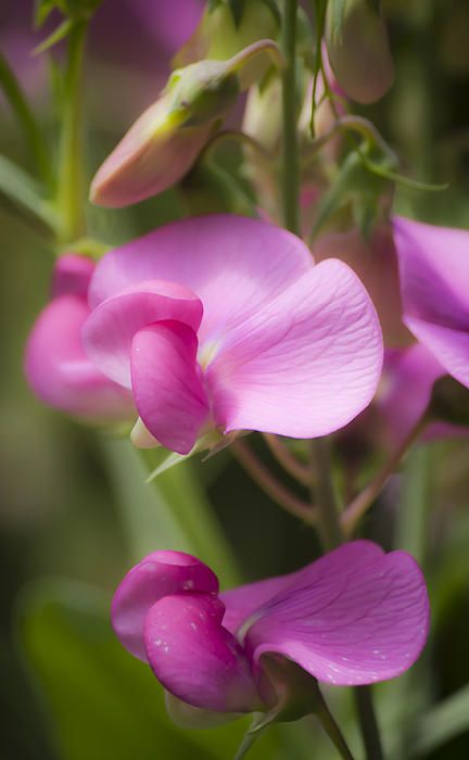 Dreamy Wild Sweet Peas by Teresa Mucha