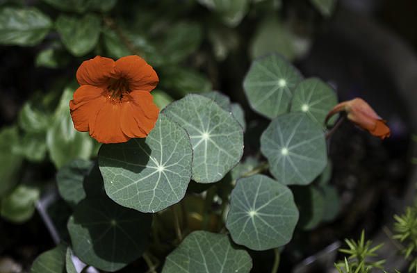 Empress of India Nasturtium by Teresa Mucha