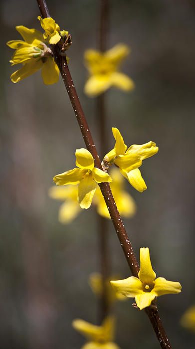 Forsythia Branch by Teresa Mucha