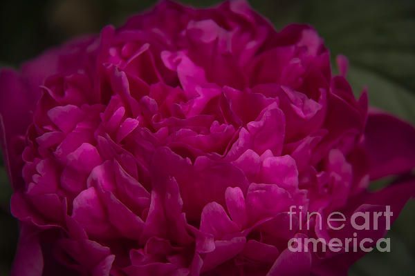 Hot Pink Peony by Teresa Mucha