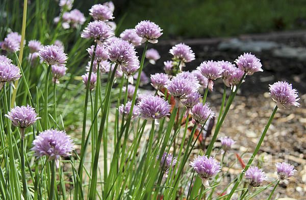 Kitchen Garden Chives by Teresa Mucha