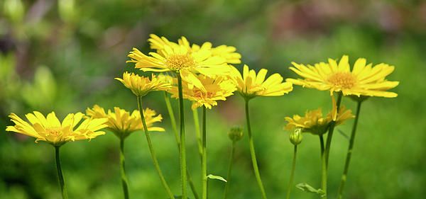 Leopards Bane Sunshine