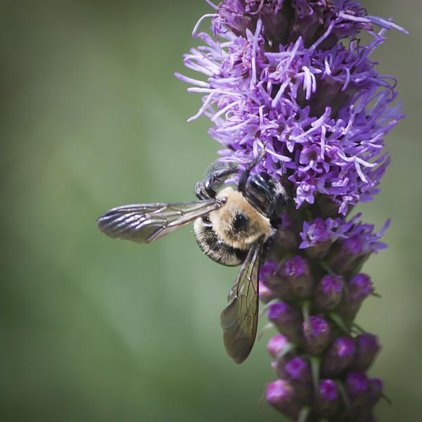 Liatris and Bee Squared 1 by Teresa Mucha