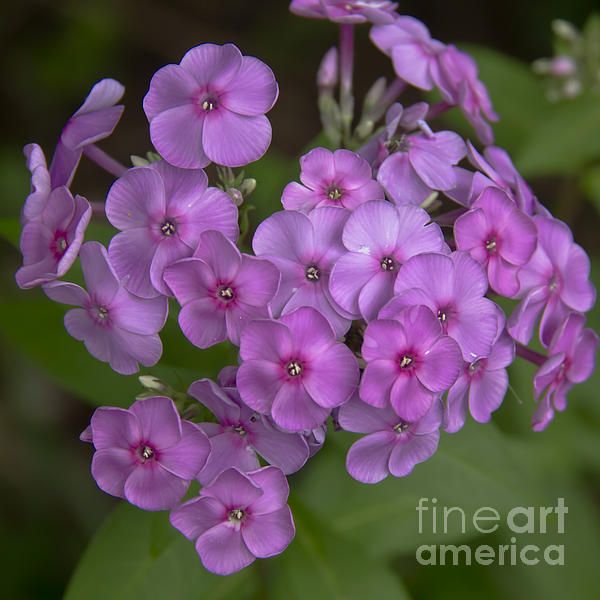 Magenta Phlox