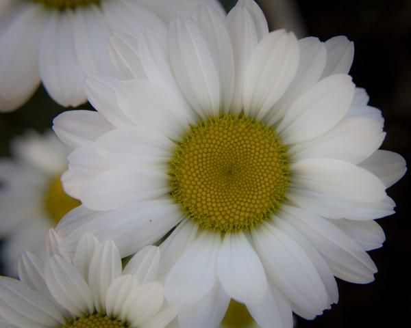 Marguerite Daisies by Teresa Mucha