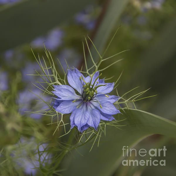 Nigella Squared by Teresa Mucha