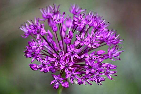 Ornamental Allium by Teresa Mucha