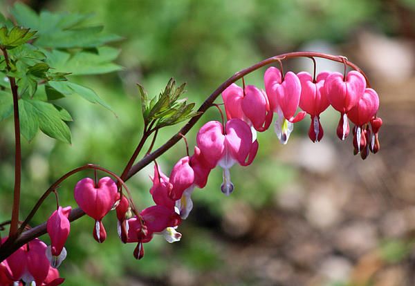 Pink Bleeding Hearts 1 by Teresa Mucha