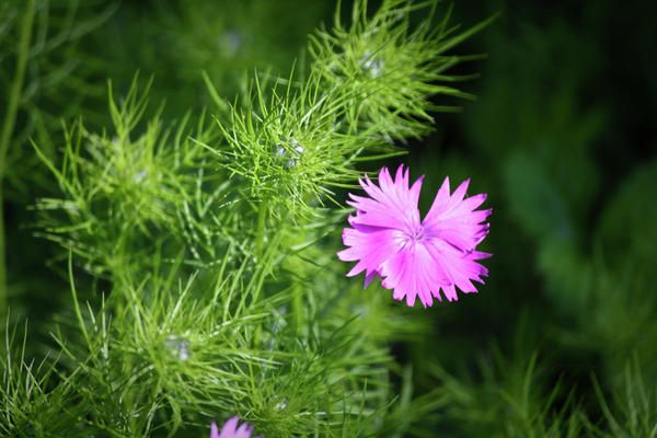 Pink Dianthus with Nigella Buds by Teresa Mucha