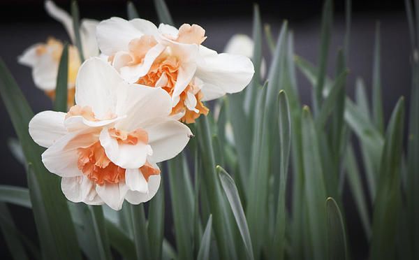 Pink Ruffle Daffodils by Teresa Mucha