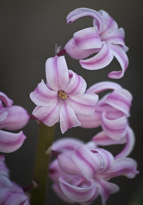 Pink Stripes by Teresa Mucha