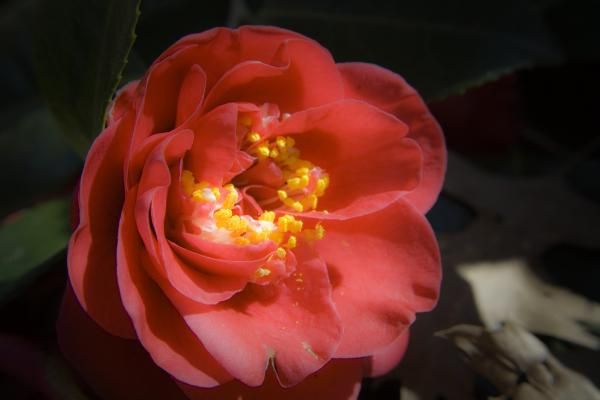 Red Camellia Bloom by Teresa Mucha