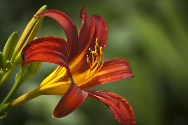 Red Daylily by Teresa Mucha