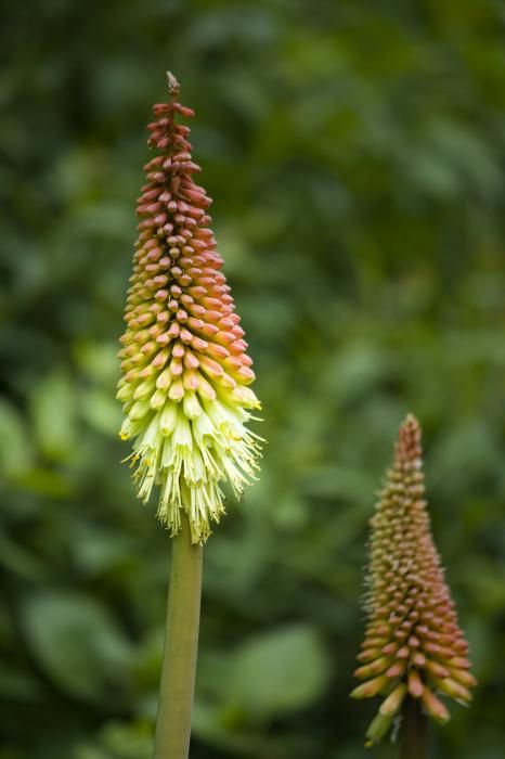 Red Hot Poker Close Up by Teresa Mucha