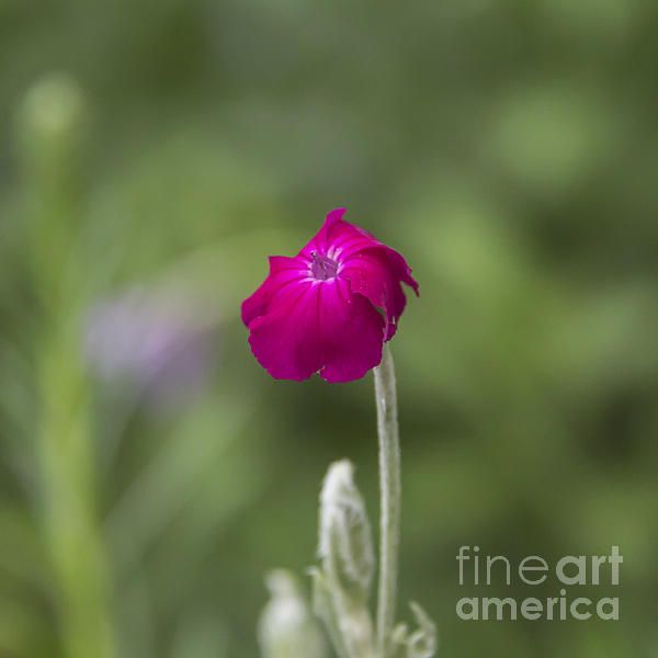 Rose Campion Squared by Teresa Mucha