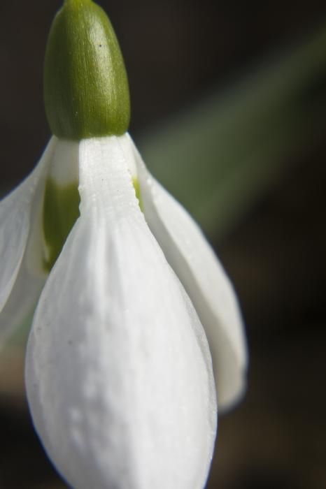 Snowdrop by Teresa Mucha